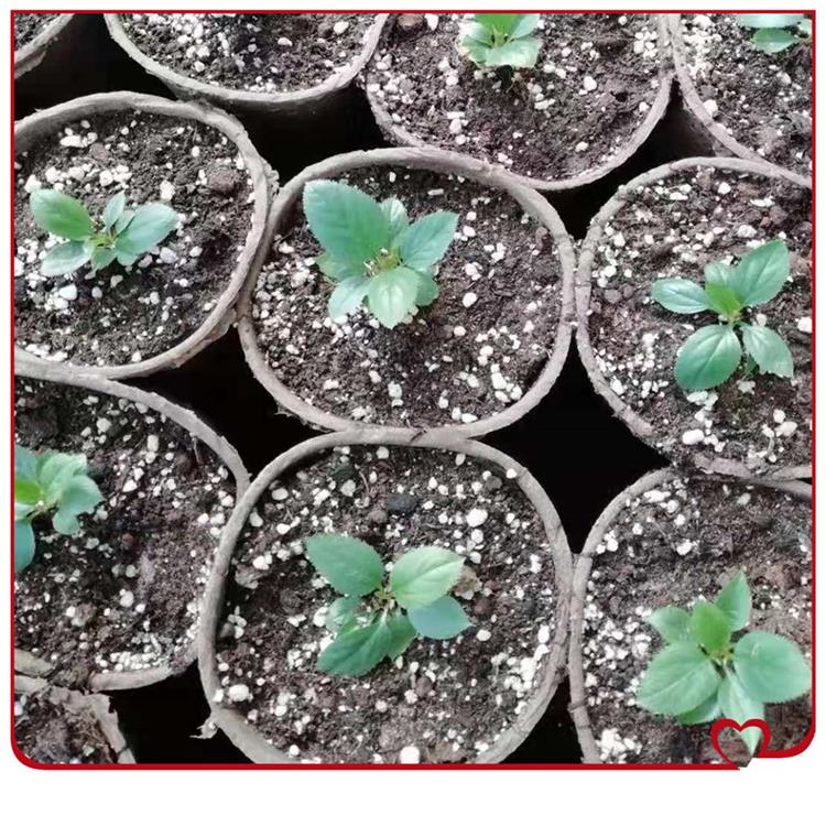 Vasos para cultivo de celulose