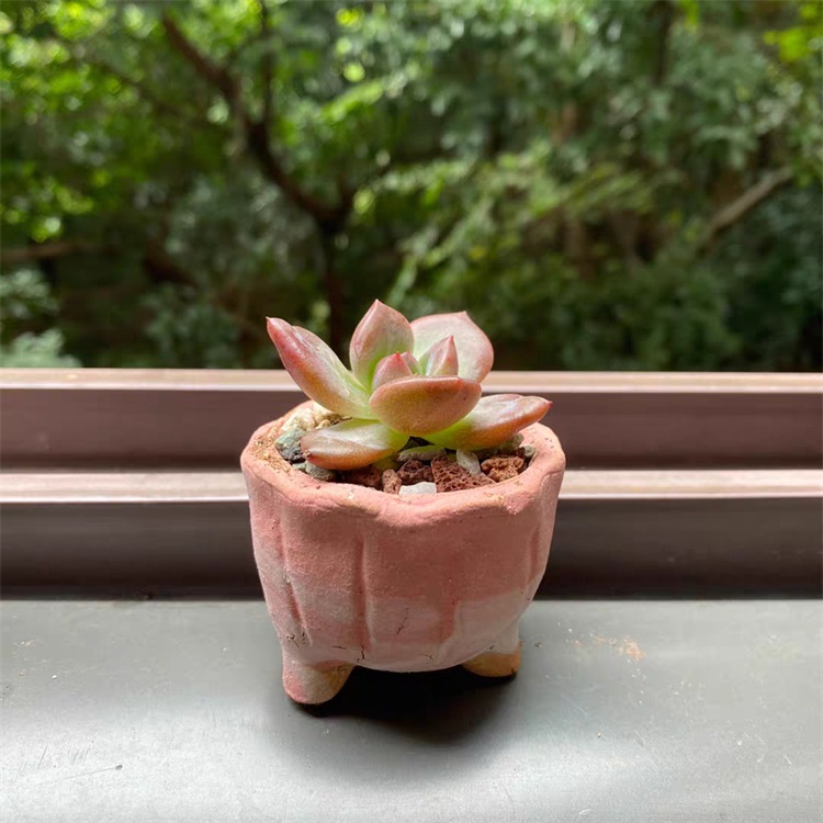 Vasos de flores suculentas de cerâmica grossa