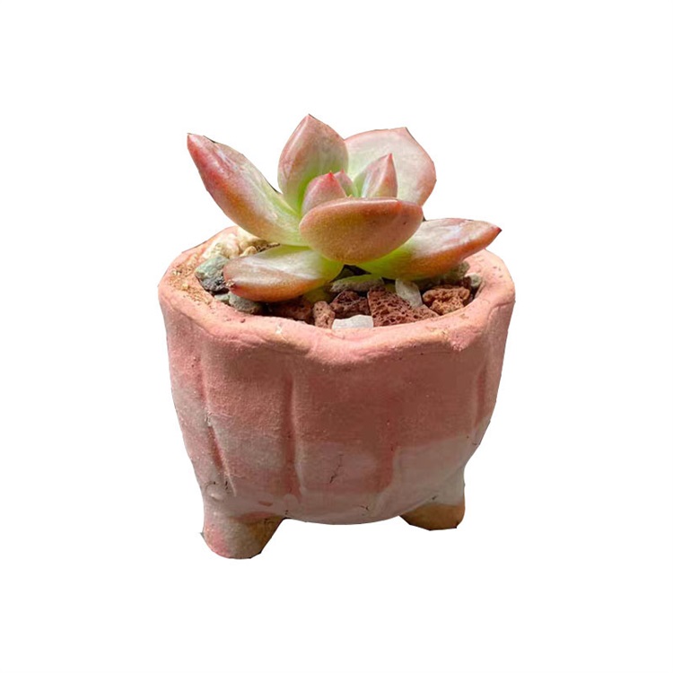 Vasos de flores suculentas de cerâmica grossa